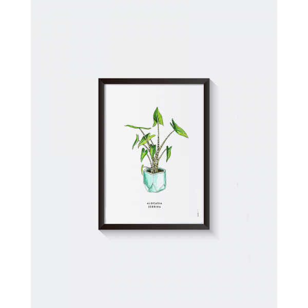 Poster Plant Alocasia Zebrina A: A4 - 6 stuks Poster Plant Alocasia Zebrina A: A4 - 6 stuks
