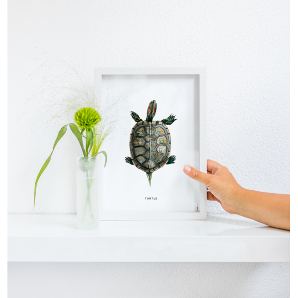 Poster Schildpad A: A4 - 6 stuks Poster Schildpad A: A4 - 6 stuks