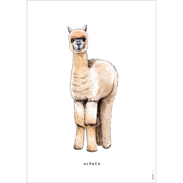 Poster Alpaca - 6 stuks