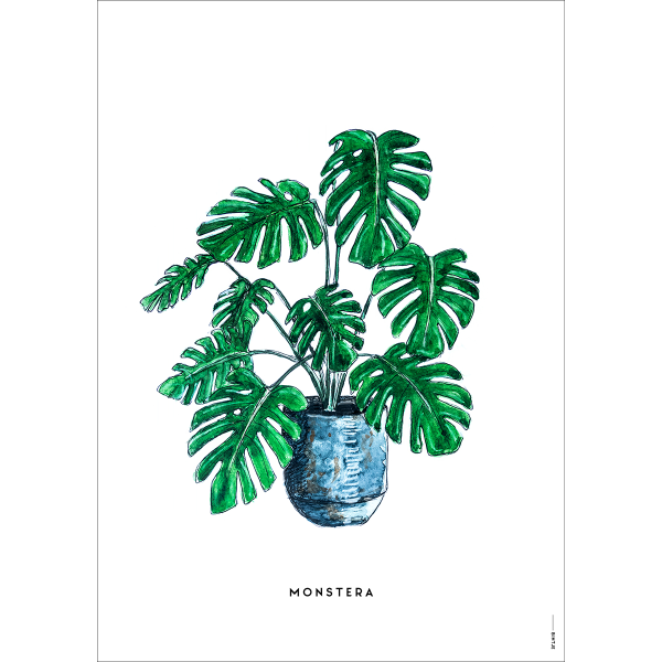 Poster Plant Monstera - 6 stuks Poster Plant Monstera - 6 stuks