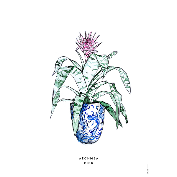 Ansichtkaart Plant Aechmea Pink - 10 stuks Ansichtkaart Plant Aechmea Pink - 10 stuks