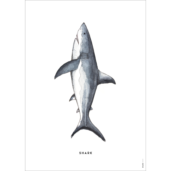 Poster Haai - 6 stuks Poster Haai - 6 stuks