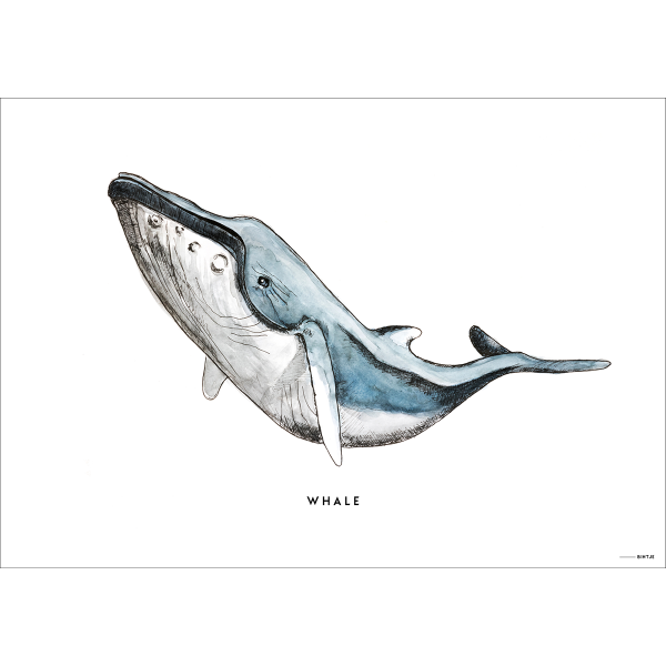 Poster Walvis - 6 stuks Poster Walvis - 6 stuks