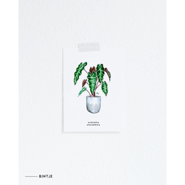 Ansichtkaart Plant Alocasia Amazonica - 10 stuks Ansichtkaart Plant Alocasia Amazonica - 10 stuks