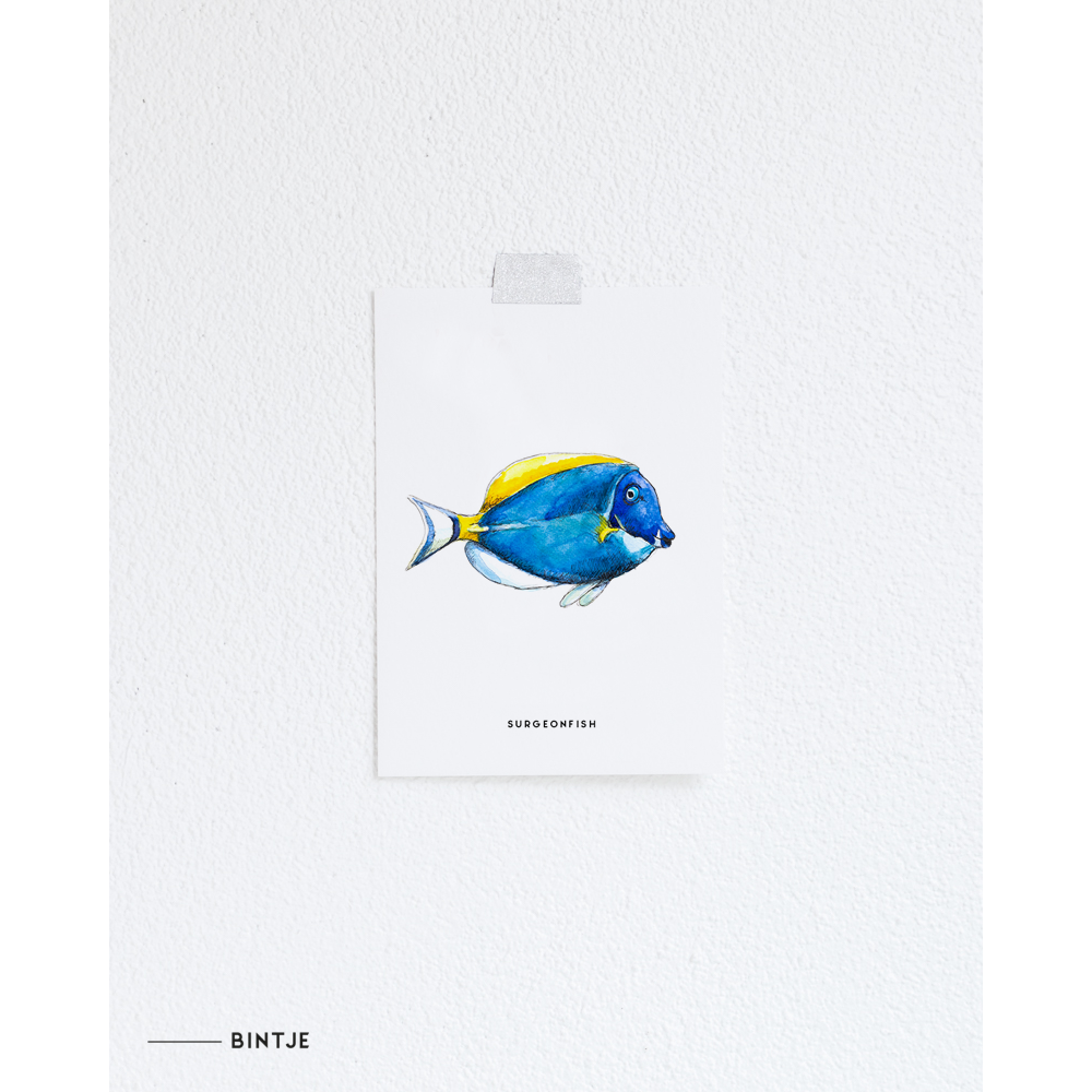 Postcard Surgeonfish 10 Pieces