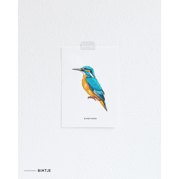 Ansichtkaart IJsvogel - 10 stuks Ansichtkaart IJsvogel - 10 stuks