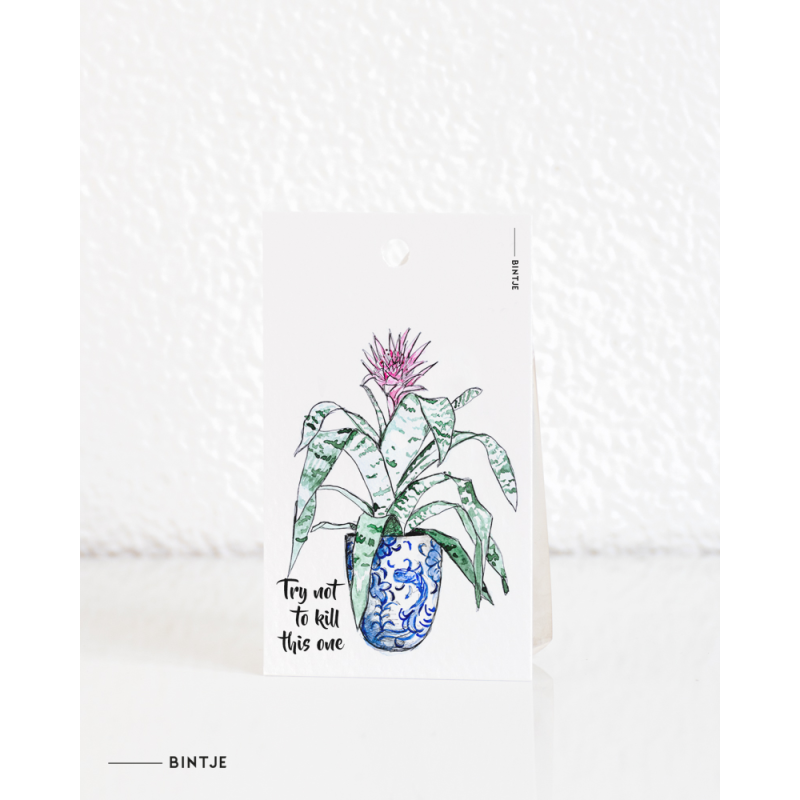 Gift tag Plant Aechmea pink