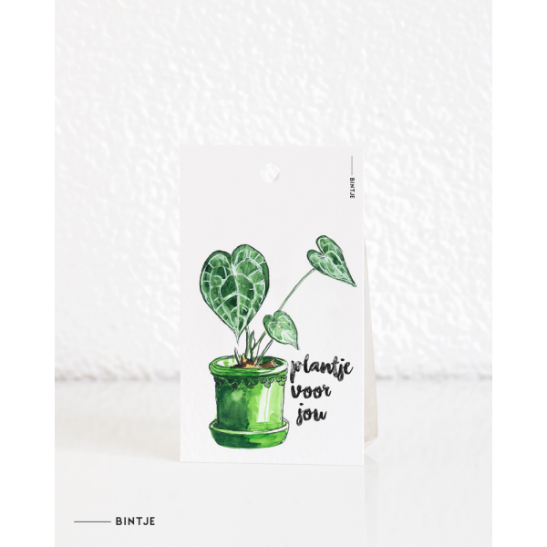 Cadeaukaartjes Plant anthurium - 20 stuks Cadeaukaartjes Plant anthurium - 20 stuks