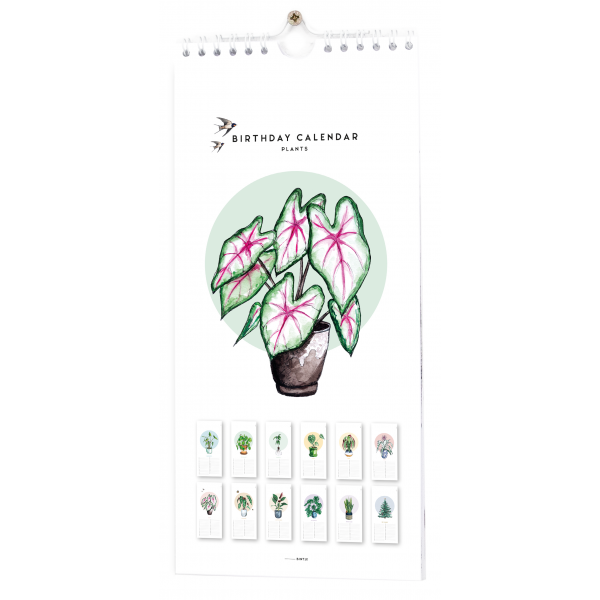 Verjaardagskalender planten - 6 stuks Verjaardagskalender planten - 6 stuks