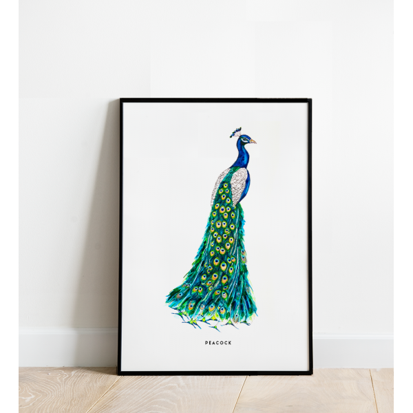 Poster Pauw B: 30x40 - 5 stuks Poster Pauw B: 30x40 - 5 stuks