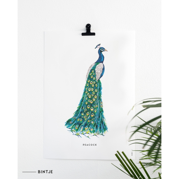 Poster 50x70 Pauw - 5 stuks Poster 50x70 Pauw - 5 stuks