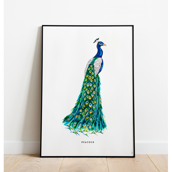 Poster Pauw C: 50x70 - 6 stuks Poster Pauw C: 50x70 - 6 stuks