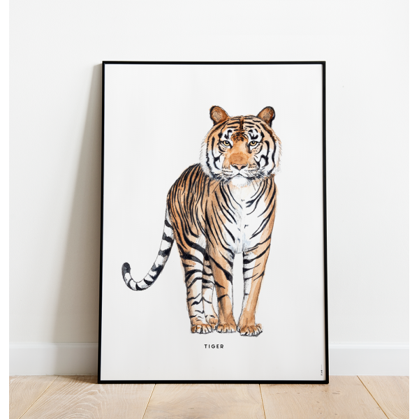 Poster Tijger C: 50x70 - 6 stuks Poster Tijger C: 50x70 - 6 stuks