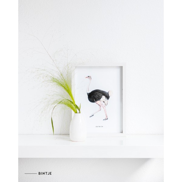 Poster Struisvogel A4 - 5 stuks Poster Struisvogel A4 - 5 stuks