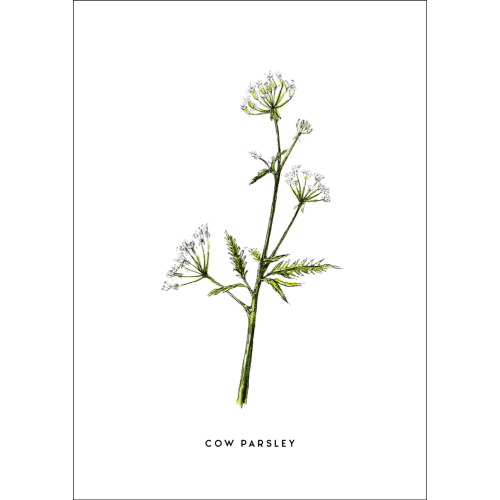 Postcard Flower Cow parsley - 10 pieces