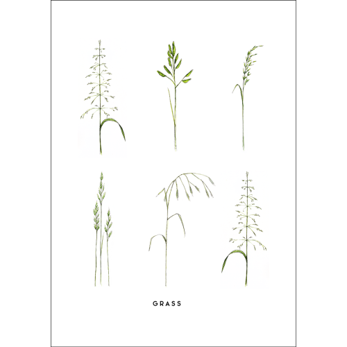 Postcard Flower Grass - 10 pieces