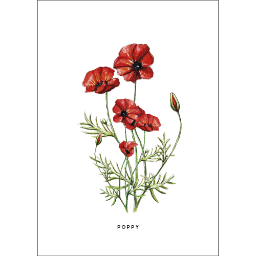 Postcard Flower Poppy - 10 pieces