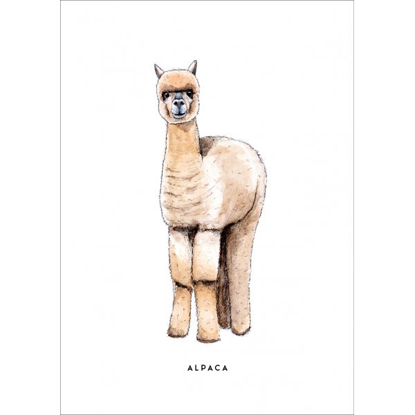 Ansichtkaart Alpaca - 10 stuks