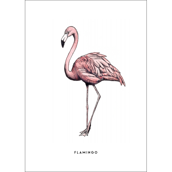 Ansichtkaart Flamingo - 10 stuks