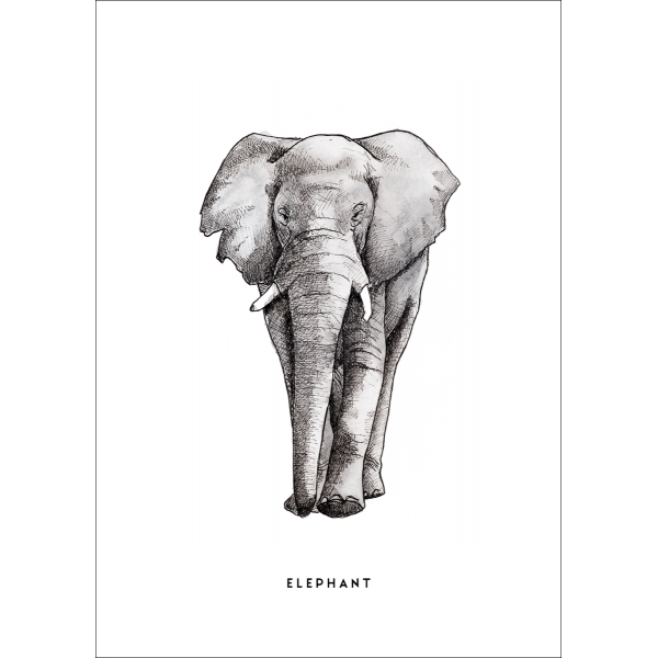 Ansichtkaart Olifant - 10 stuks Ansichtkaart Olifant - 10 stuks