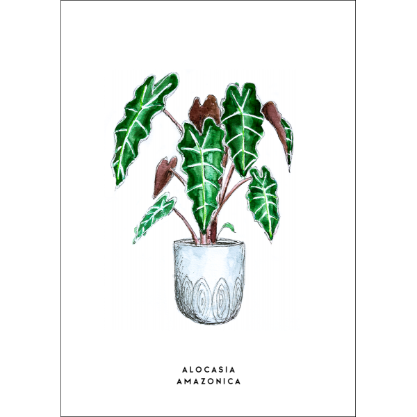 Ansichtkaart Plant Alocasia Amazonica - 10 stuks