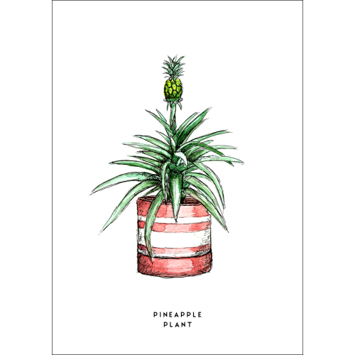 Postcard Plant Pineapple - 10 pieces