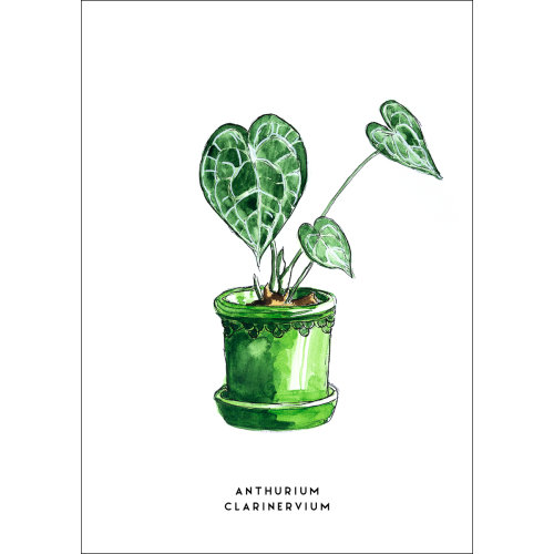 Postcard Plant Anthurium - 10 pieces