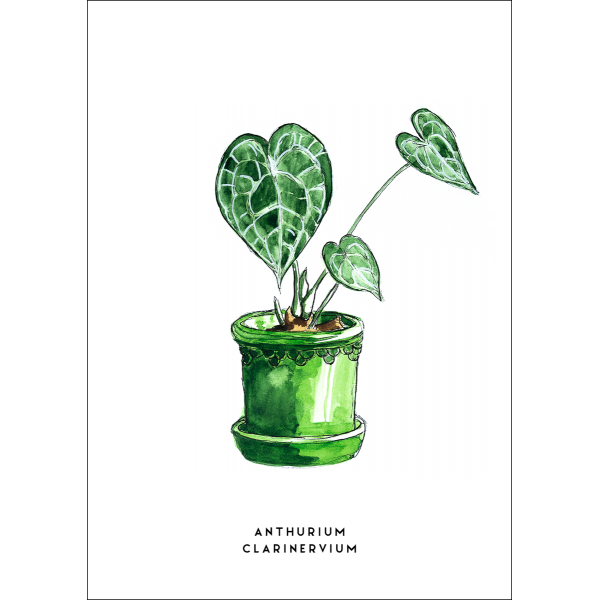 Ansichtkaart Plant Anthurium - 10 stuks