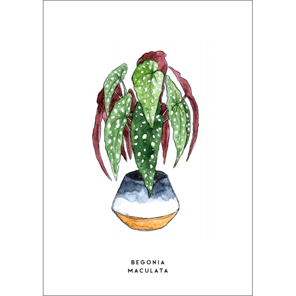 Ansichtkaart Plant Begonia - 10 stuks