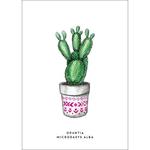 F. Kaart Plant Cactus 10 st.