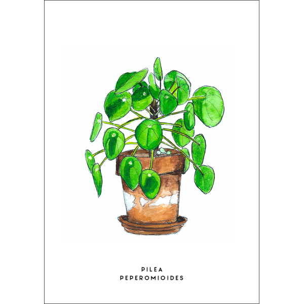 Ansichtkaart Plant Pilea - 10 stuks Ansichtkaart Plant Pilea - 10 stuks