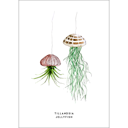 F. Kaart Plant Tillandsia Jellyfish 10 st.