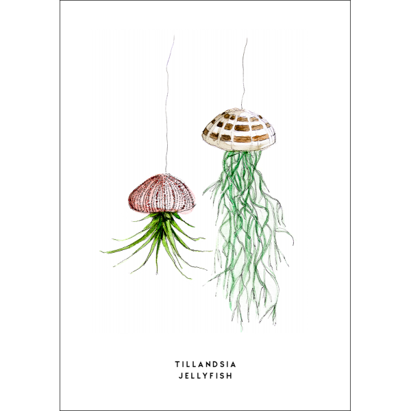 Ansichtkaart Plant Tillandsia Jellyfish - 10 stuks