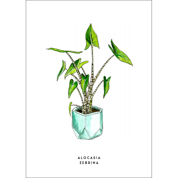 Ansichtkaart Plant Alocasia Zebrina - 10 stuks Ansichtkaart Plant Alocasia Zebrina - 10 stuks