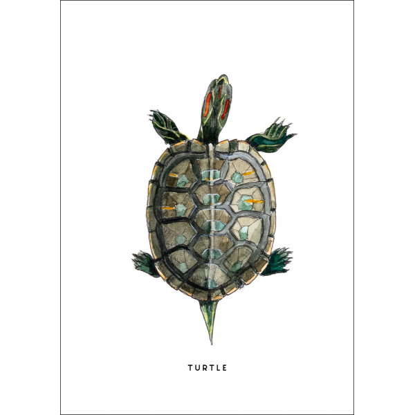 Ansichtkaart Schildpad - 10 stuks Ansichtkaart Schildpad - 10 stuks