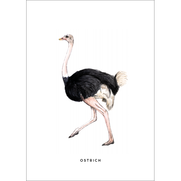 Ansichtkaart Struisvogel - 10 stuks
