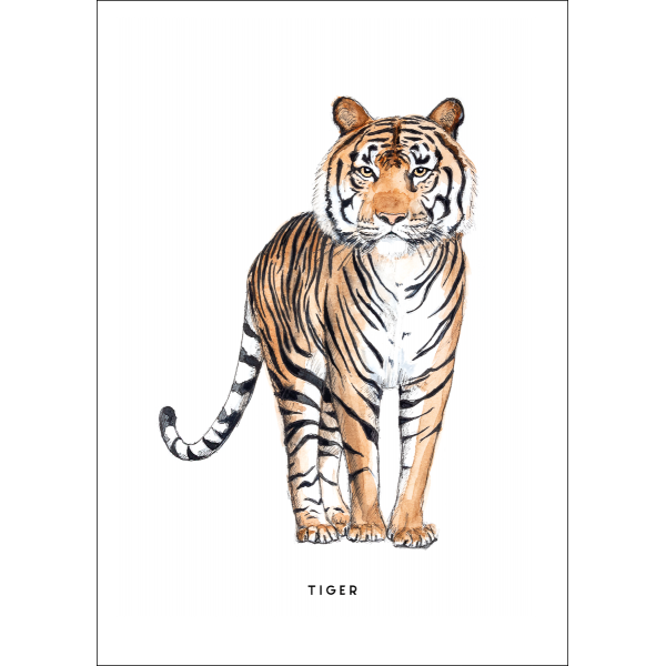 Ansichtkaart Tijger - 10 stuks Ansichtkaart Tijger - 10 stuks