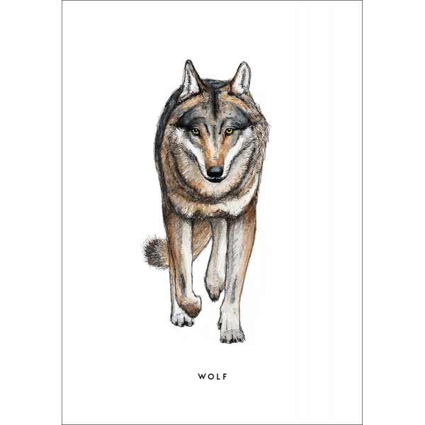 Ansichtkaart Wolf - 10 stuks Ansichtkaart Wolf - 10 stuks