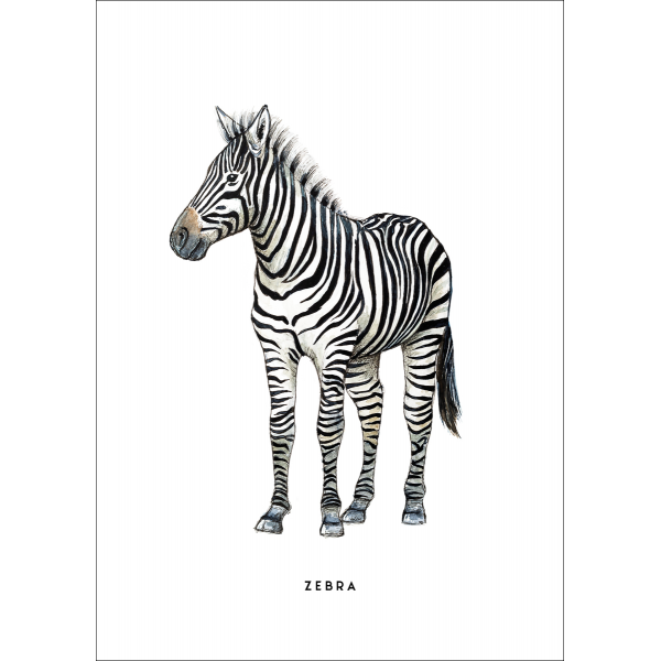 Ansichtkaart Zebra - 10 stuks