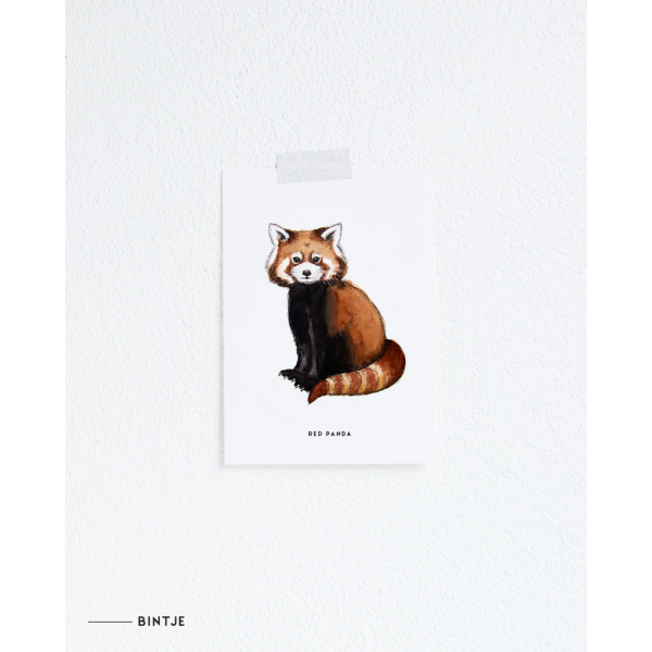 Ansichtkaart Rode panda - 10 stuks