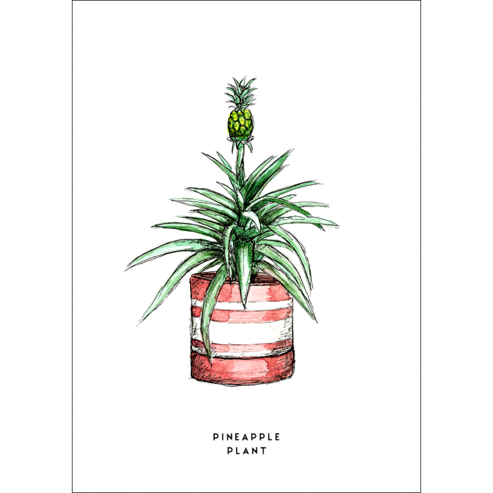 F. Kaart Plant Ananas 10 st. F. Kaart Plant Ananas 10 st.