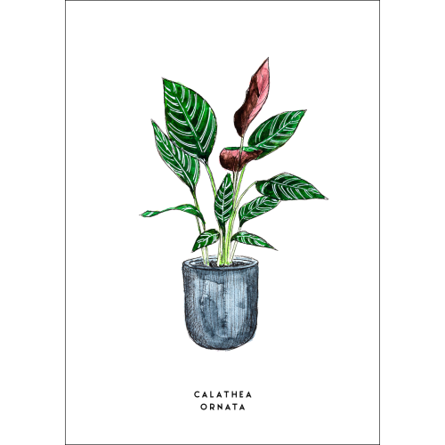 Postcard Plant Calathea - 10 pieces