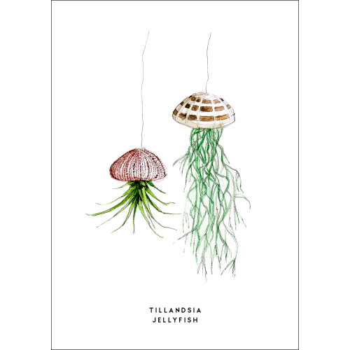 Postcard Plant  Tillandsia Jellyfish - 10 pieces