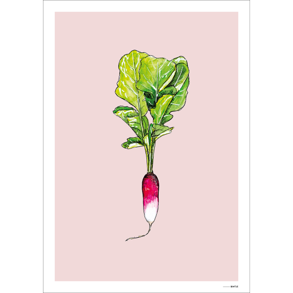 Poster Food Radijsje 15x20cm Poster Food Radijsje 15x20cm