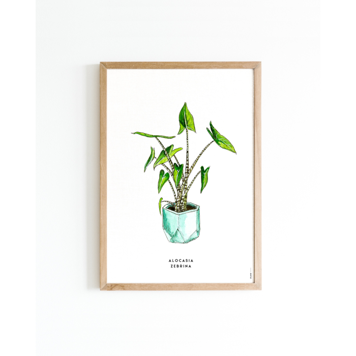 Poster Plant Zebrina A4 6 st.
