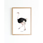Poster Ostrich A4 6 st.