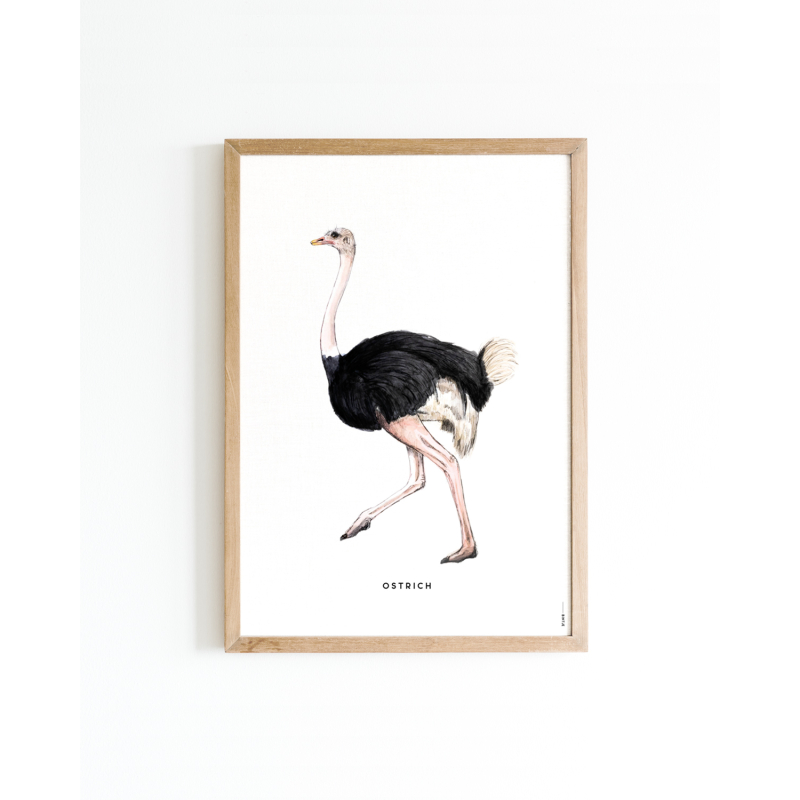 Poster Ostrich A4 6 st.