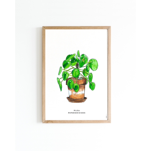 Poster Plant Pilea A4 6 st.