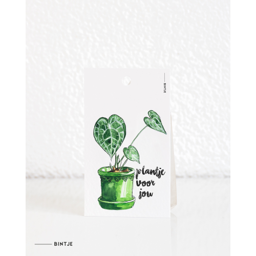 Gift tag Plant anthurium