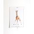 A. Poster Axolotl A4 6 st.